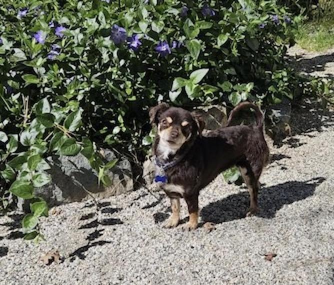 Enlarge Eloise, an adopted mixed breed in Grass Valley, CA image 2/4