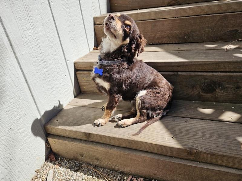 Enlarge Eloise, an adopted mixed breed in Grass Valley, CA image 4/4