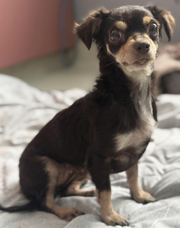 Eloise, adopted, Adult Female Terrier.