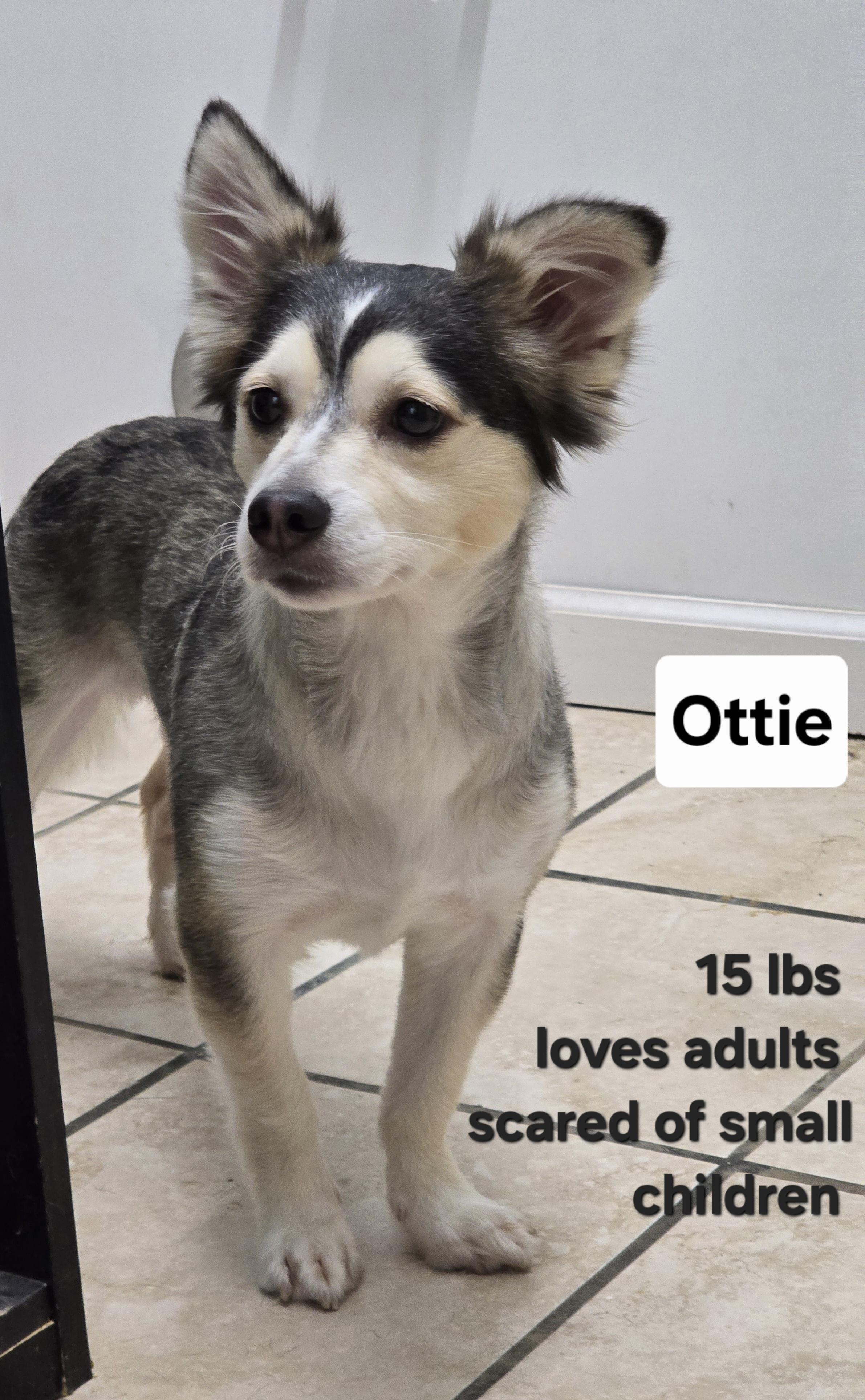 Ottie