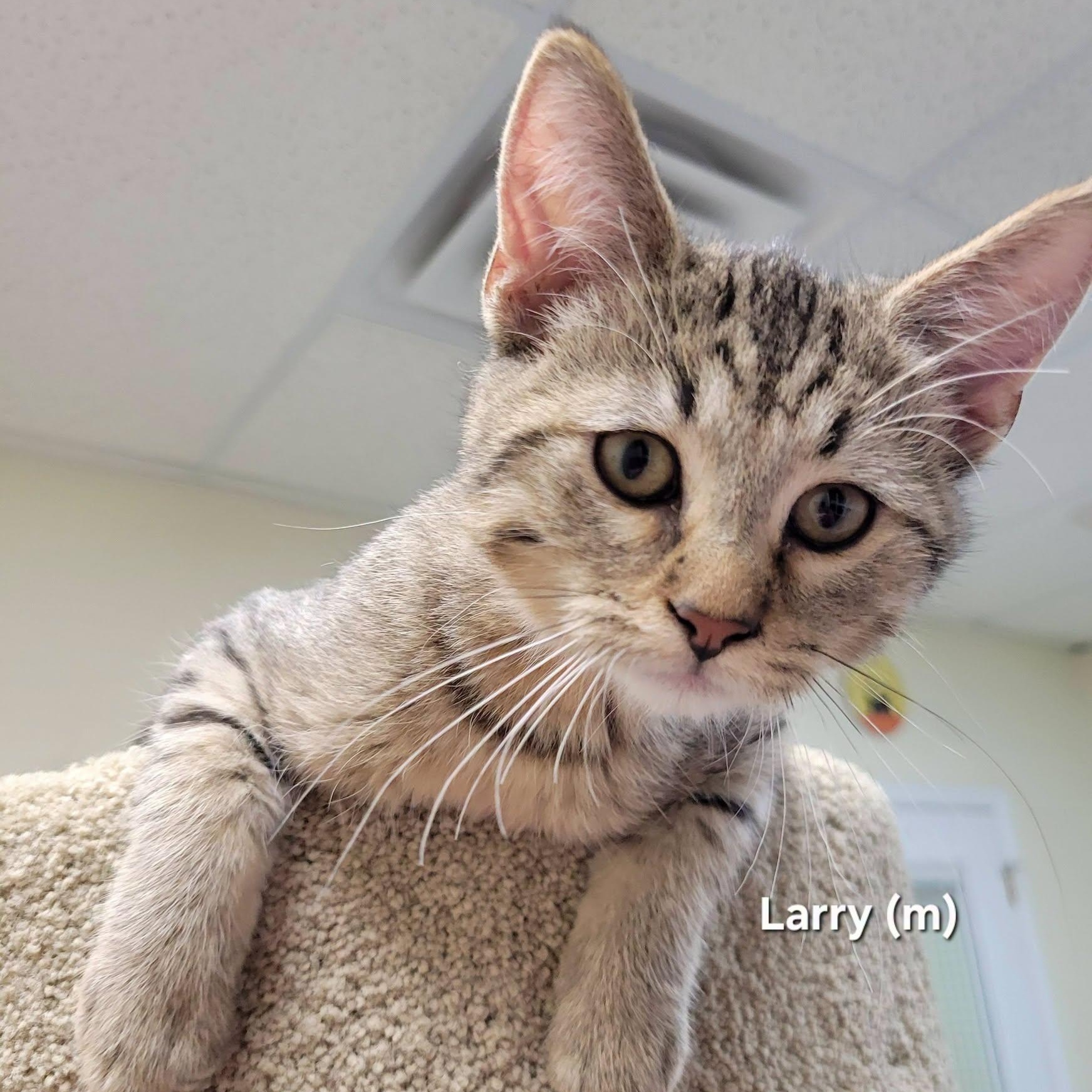 Enlarge Larry, a Adoptable Domestic Short Hair in Peru, IL image 1/1