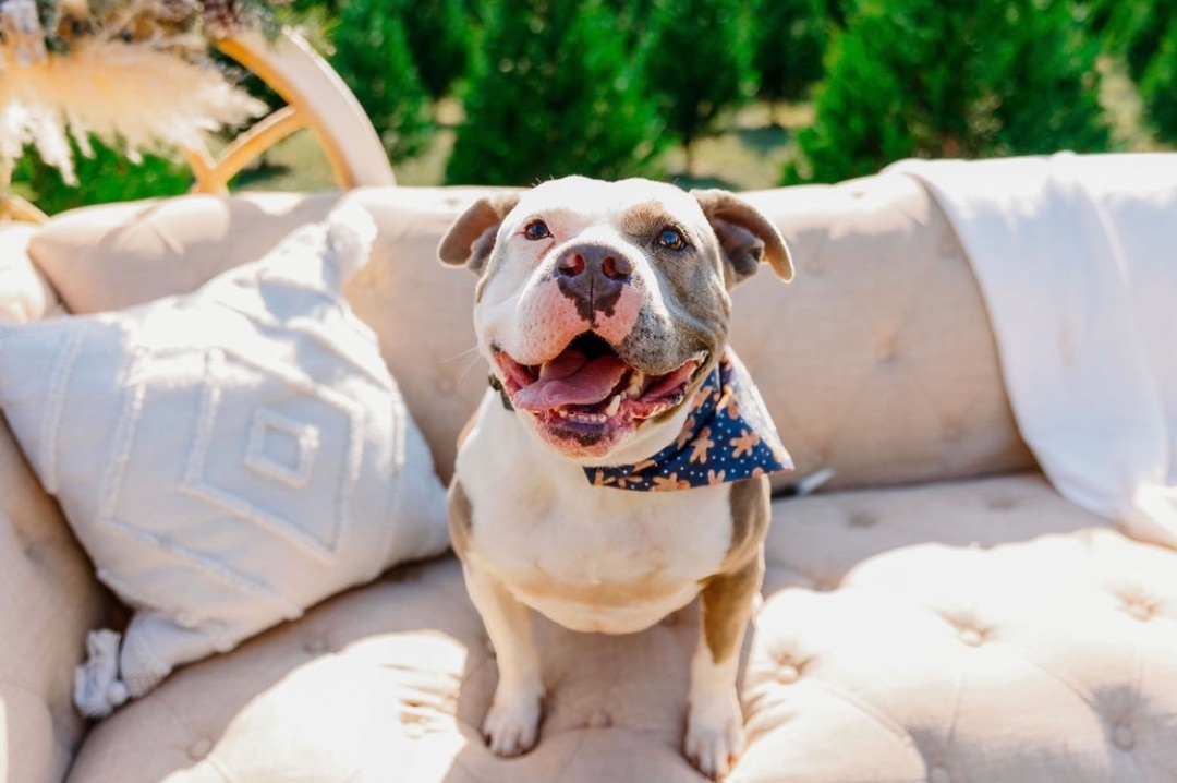 Big Mac, Adoptable, Senior Male American Bully.