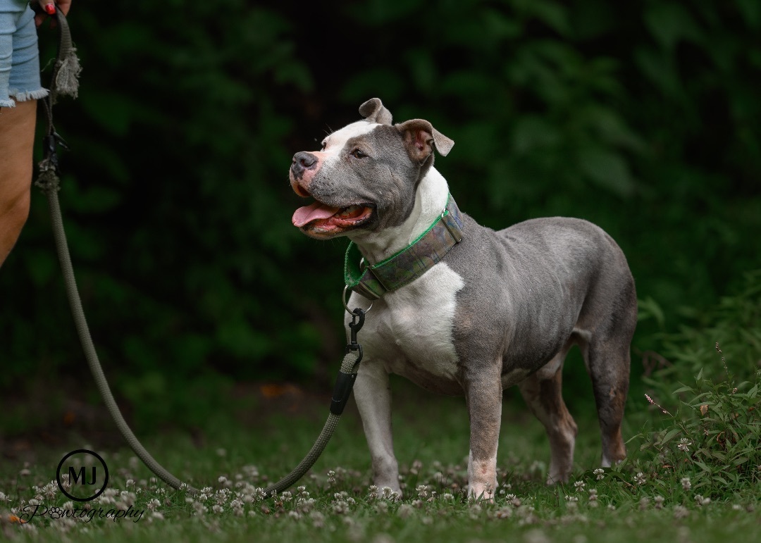 Big Mac, a Adoptable mixed breed in Midland, NC image 5/6