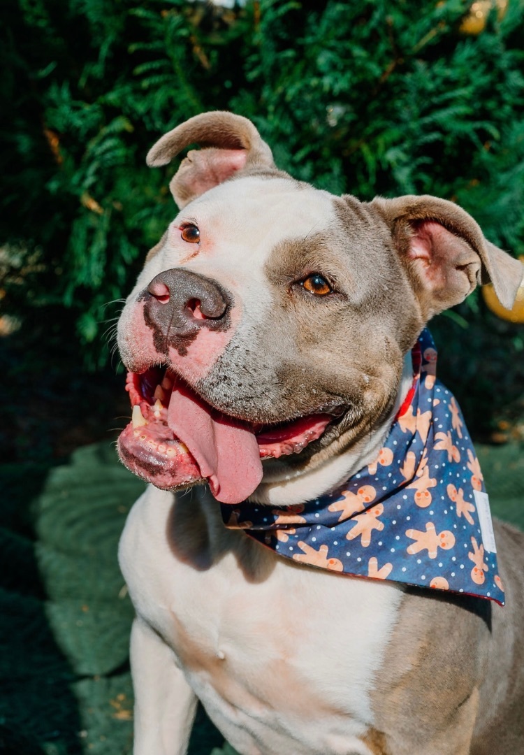 Big Mac, a Adoptable mixed breed in Midland, NC image 6/6