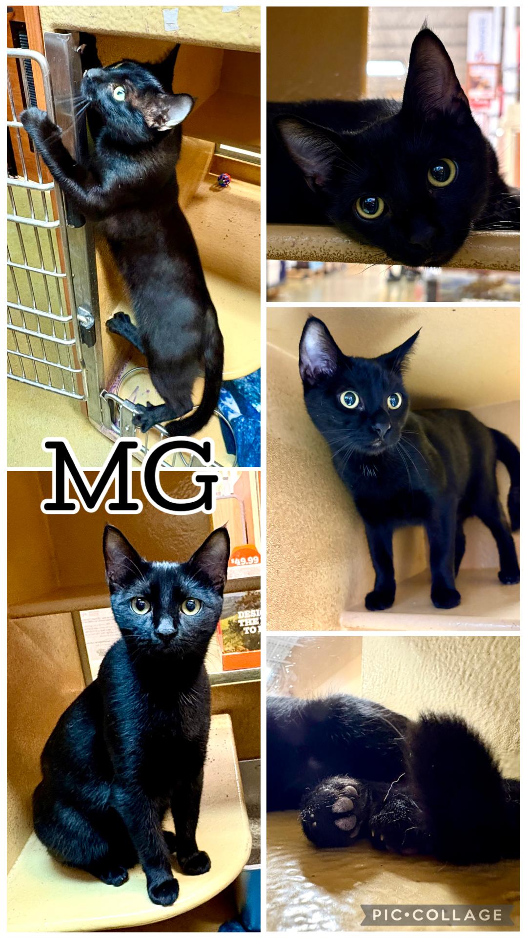 M.G., adopted, Kitten Female Tabby.