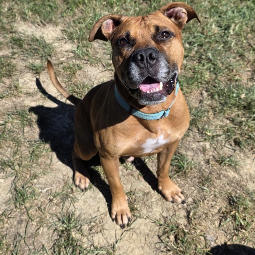 Enlarge Reckless, a Adoptable mixed breed in Shepherdsville, KY image 2/5