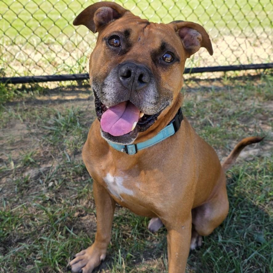 Enlarge Reckless, a Adoptable mixed breed in Shepherdsville, KY image 4/5