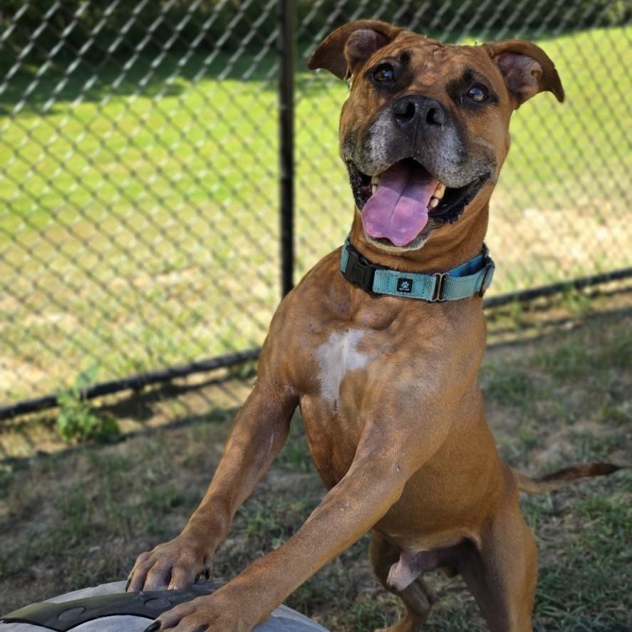 Enlarge Reckless, a Adoptable mixed breed in Shepherdsville, KY image 5/5