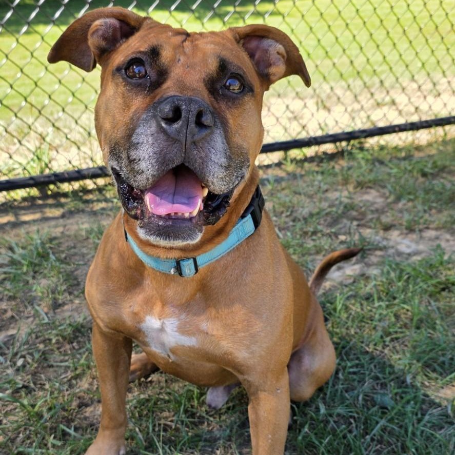 Reckless, Adoptable, Adult Male American Bully.