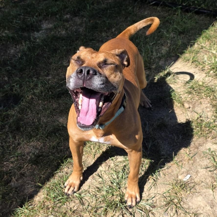 Enlarge Reckless, a Adoptable mixed breed in Shepherdsville, KY image 3/5