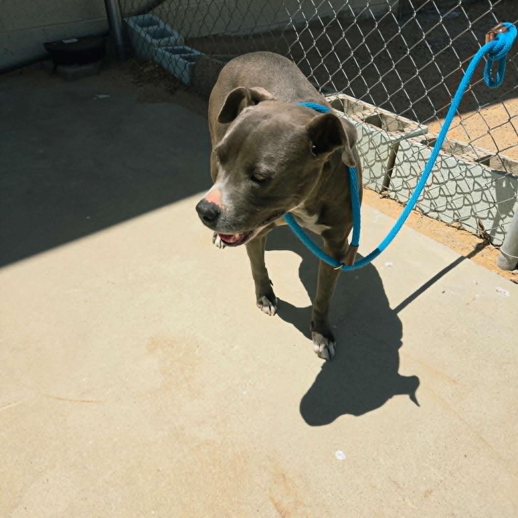 Jada, Adoptable, Young Female American Staffordshire Terrier & Pit Bull Terrier.