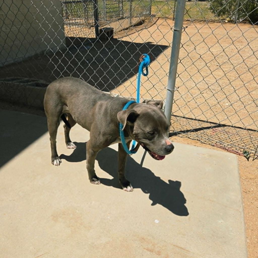 Enlarge Jada, a Adoptable mixed breed in California City, CA image 2/2