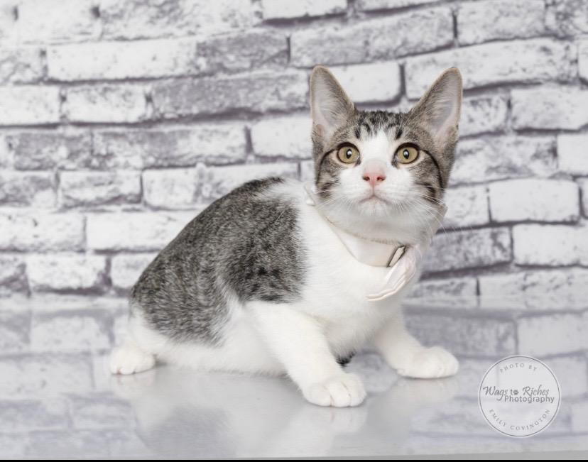 Enlarge Earl, a Adoptable mixed breed in Carlisle, PA image 3/6