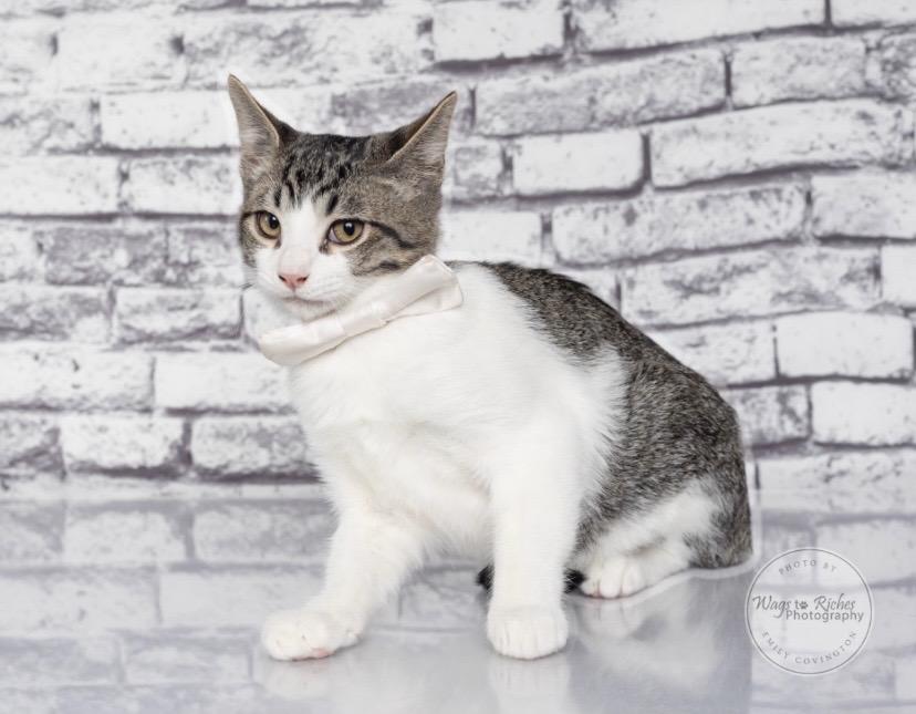 Enlarge Earl, a Adoptable mixed breed in Carlisle, PA image 6/6