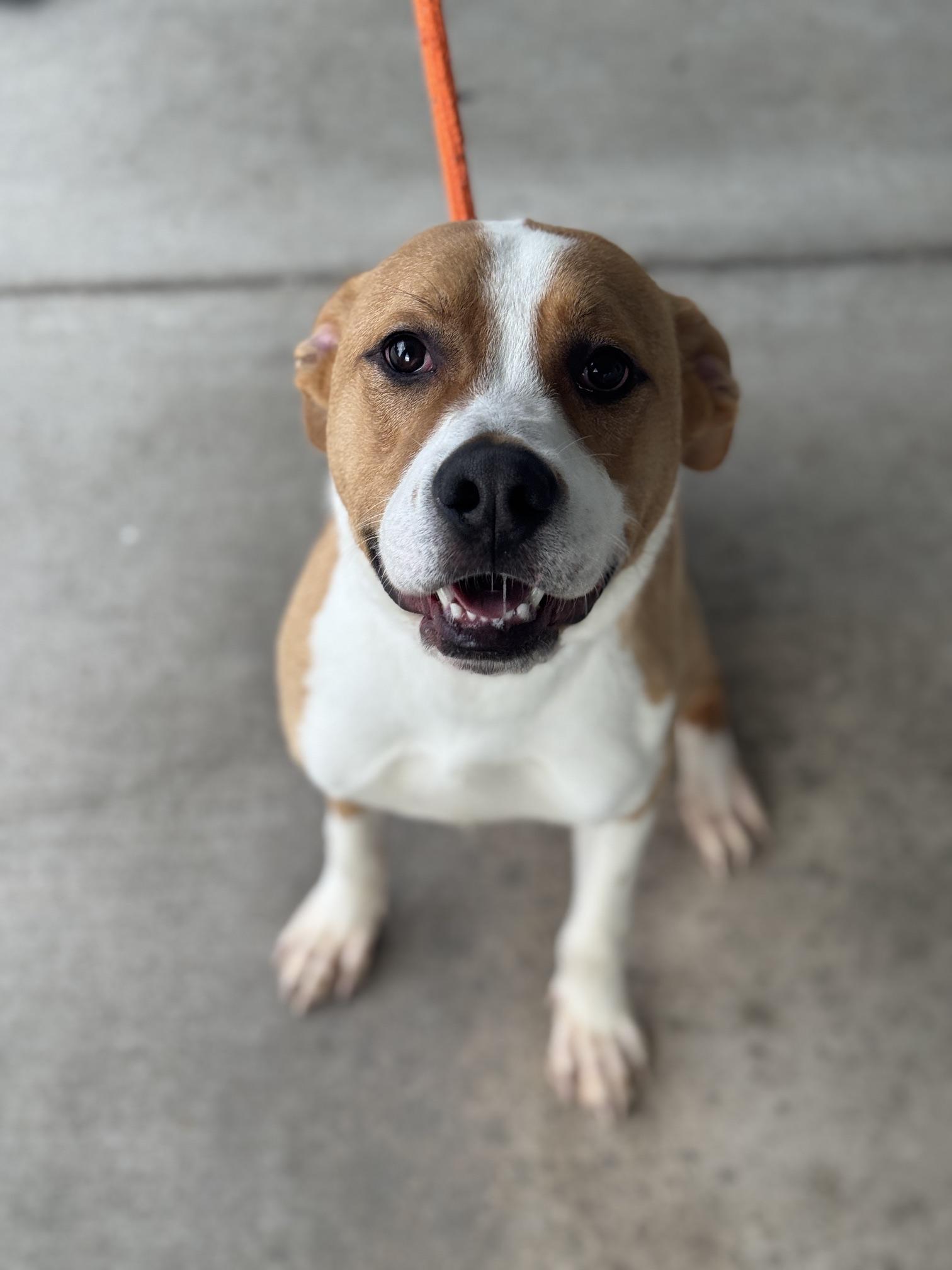 Enlarge Crash, a Adoptable mixed breed in Benton Harbor, MI image 5/5