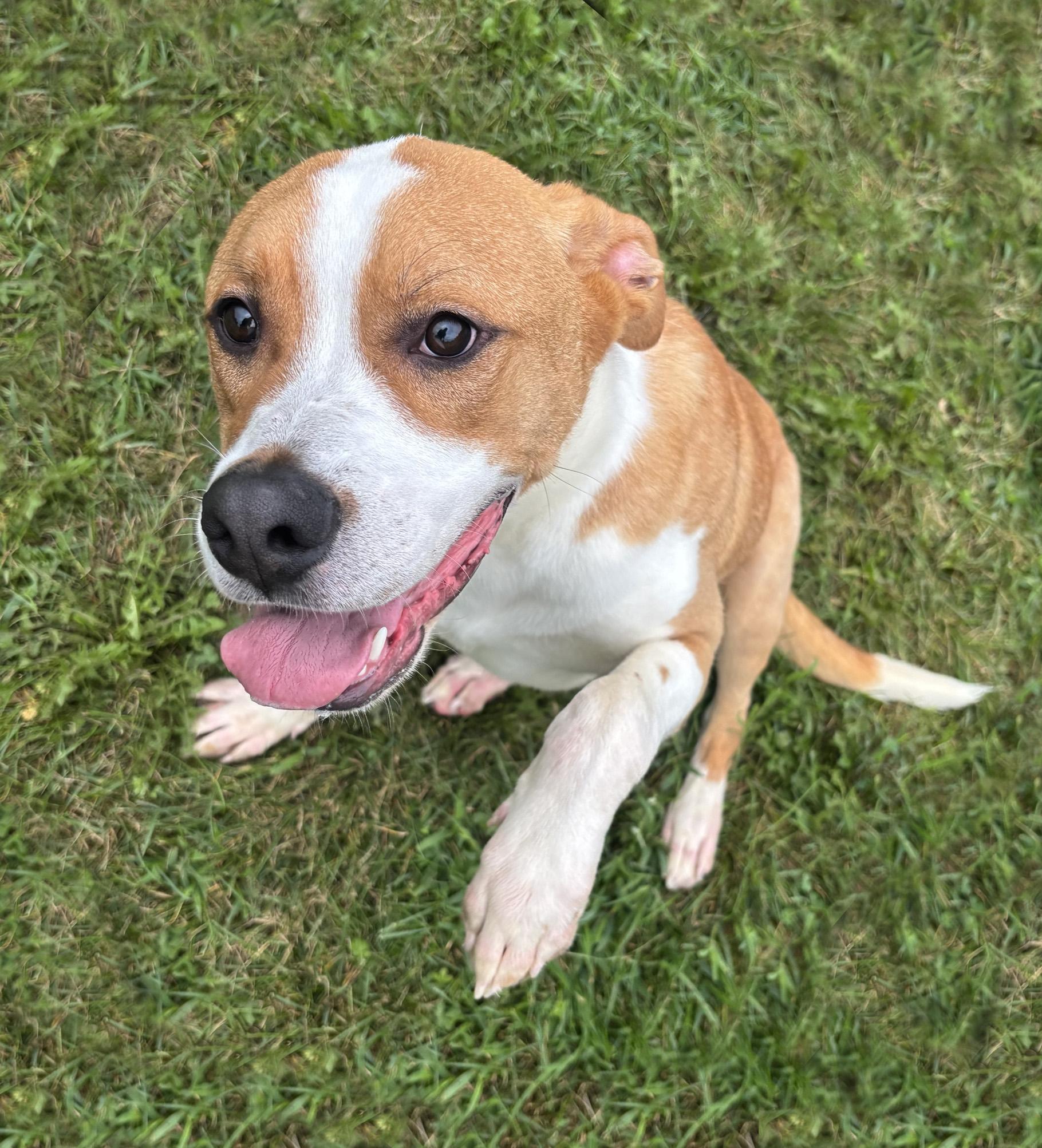 Enlarge Crash, a Adoptable mixed breed in Benton Harbor, MI image 2/5