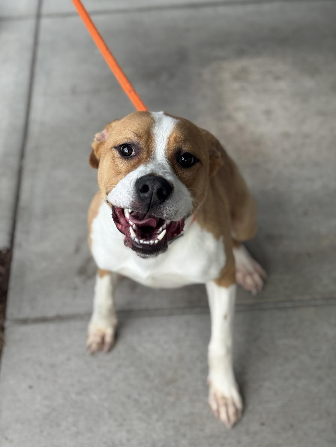 Enlarge Crash, a Adoptable mixed breed in Benton Harbor, MI image 3/5