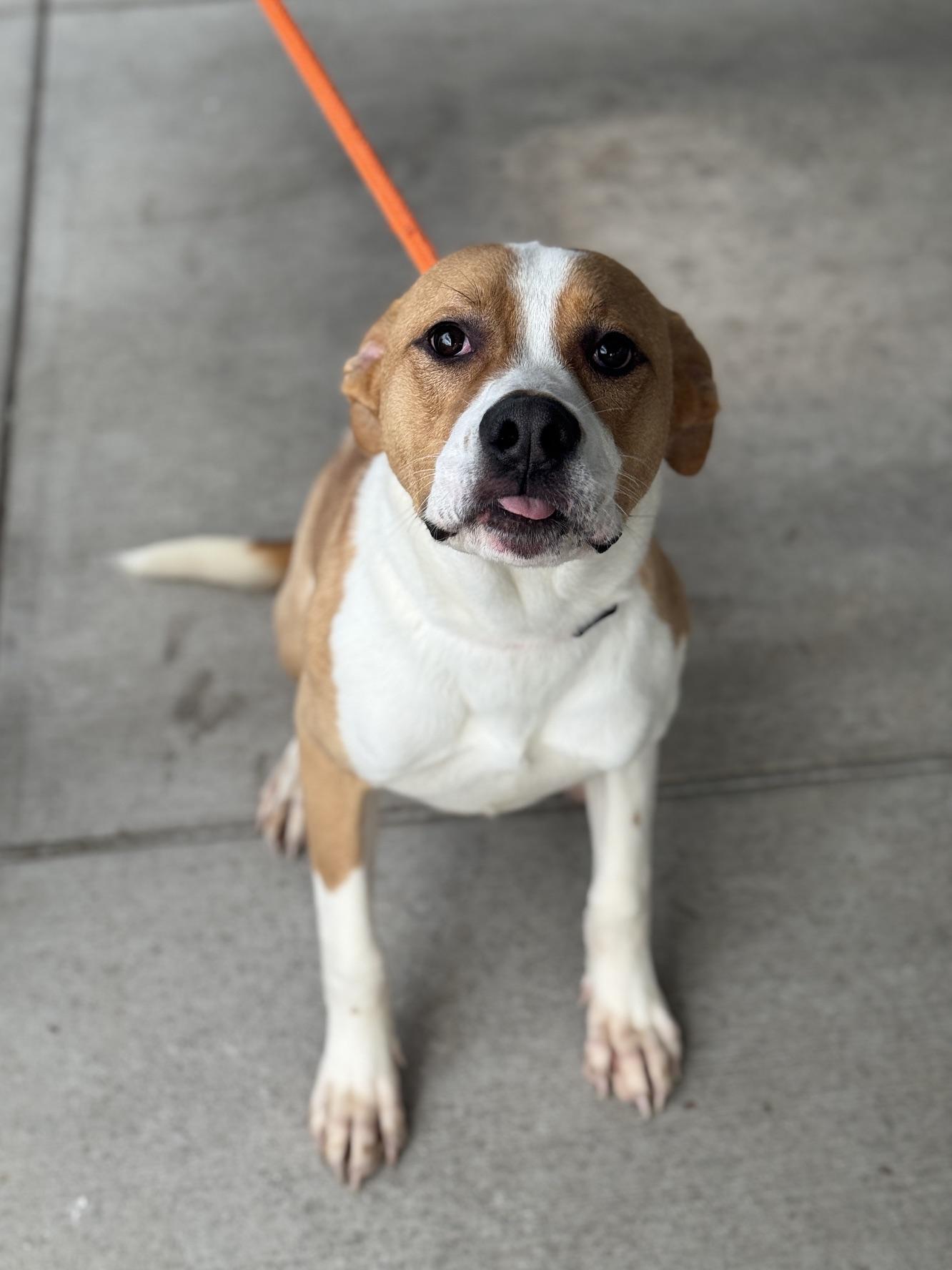 Enlarge Crash, a Adoptable mixed breed in Benton Harbor, MI image 4/5