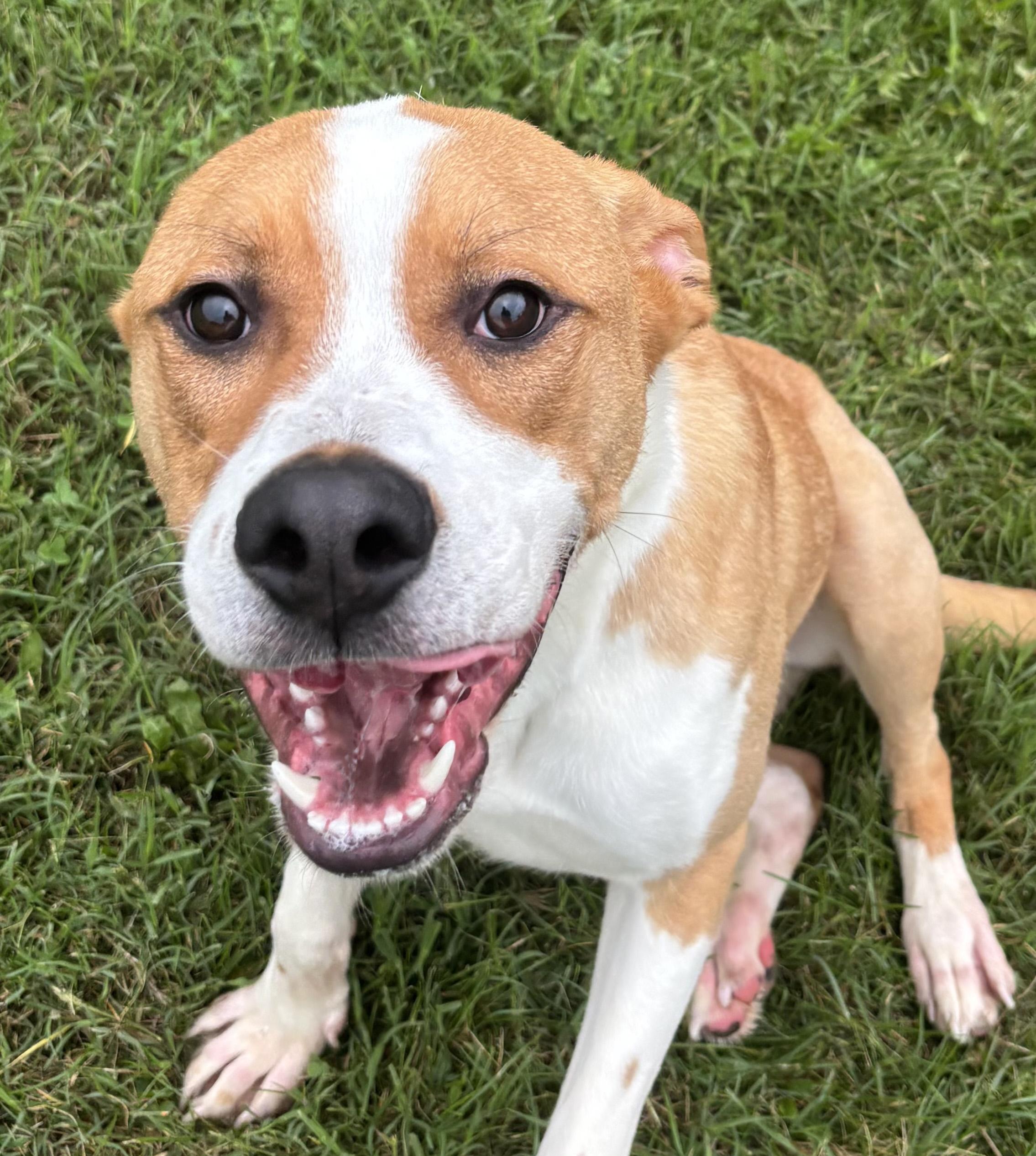 Enlarge Crash, a Adoptable mixed breed in Benton Harbor, MI image 1/5