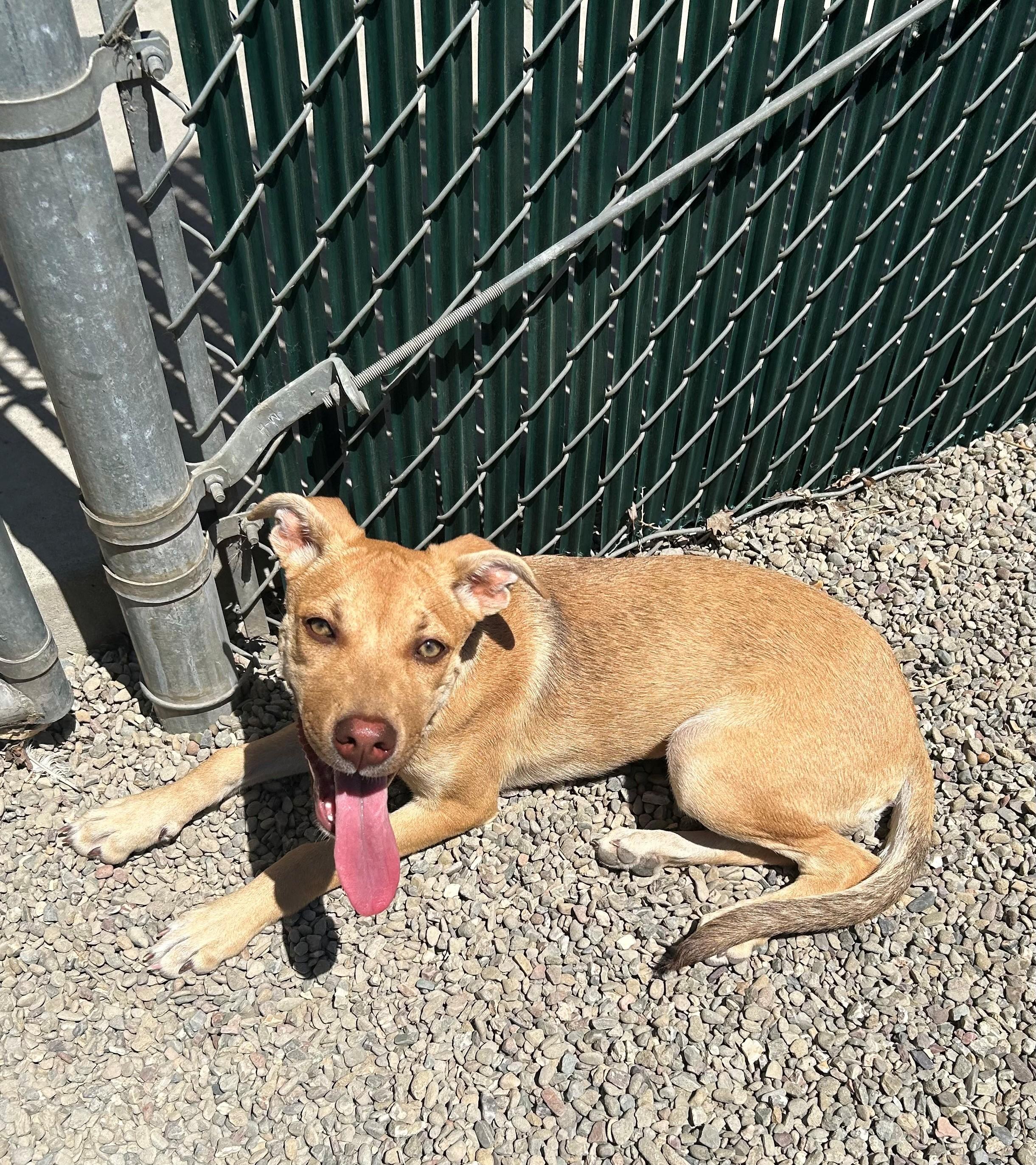 Penny, a Adopted mixed breed in Ripon, CA image 1/3