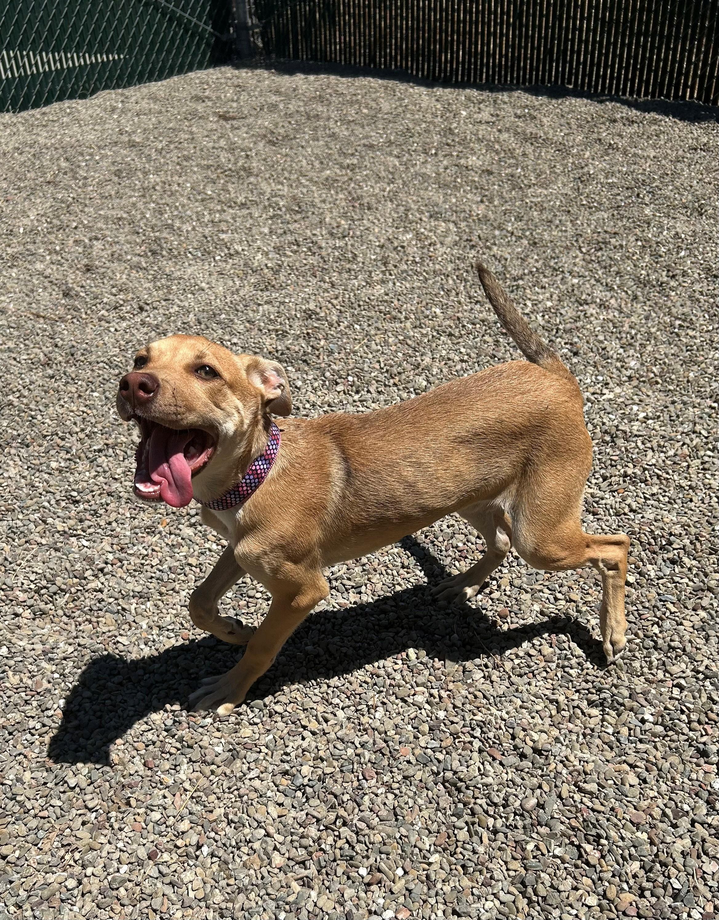 Penny, a Adopted mixed breed in Ripon, CA image 2/3