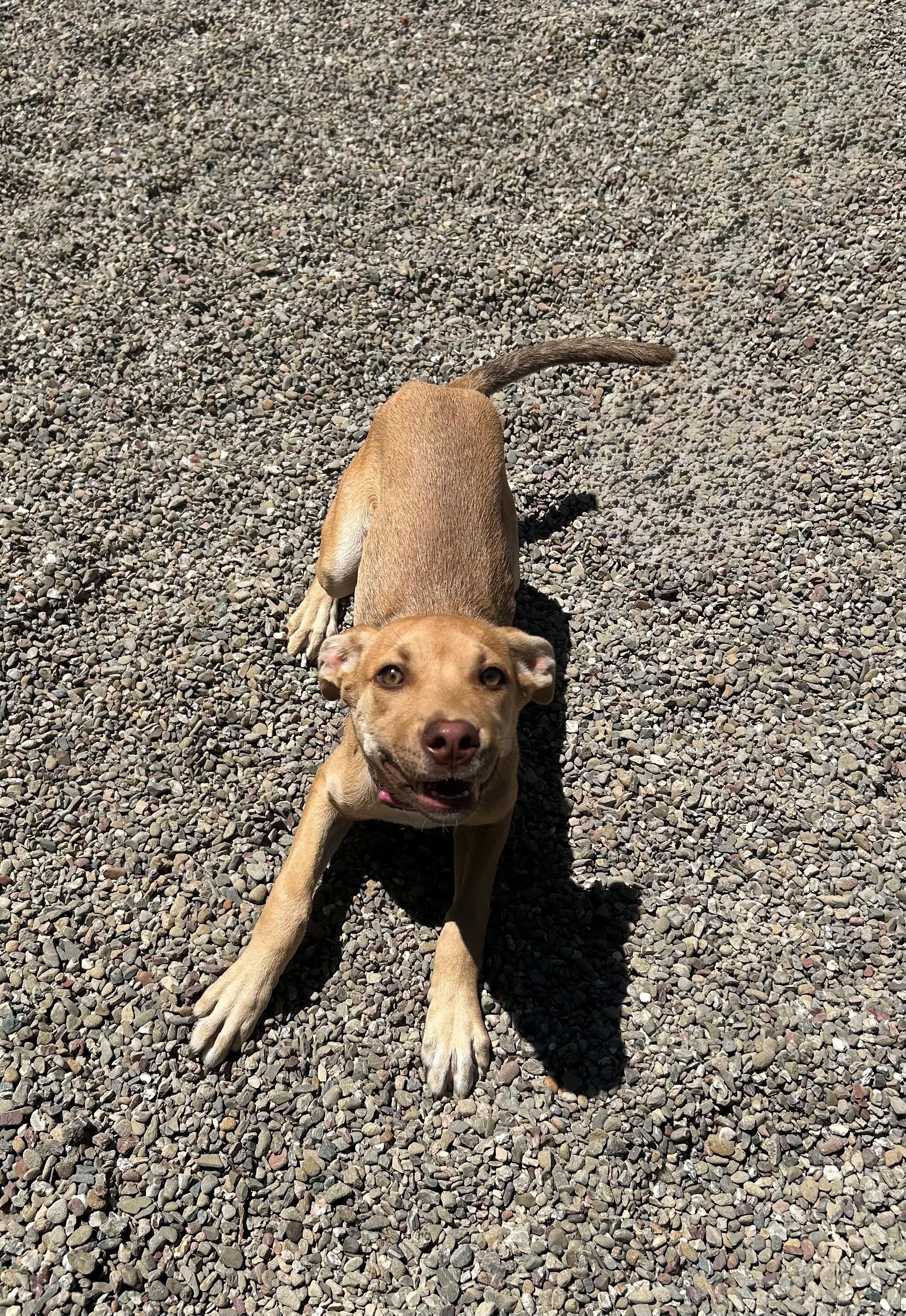 Penny, a Adopted mixed breed in Ripon, CA image 3/3
