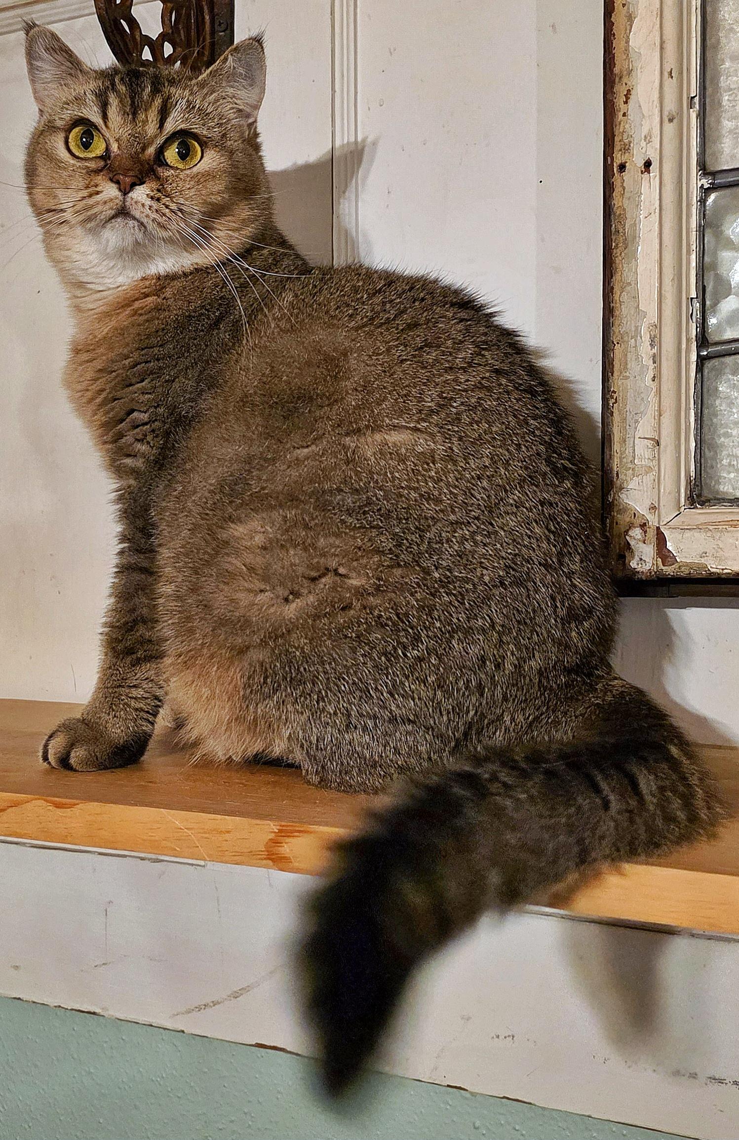 Selma, a Adoptable British Shorthair in Converse, TX image 5/6