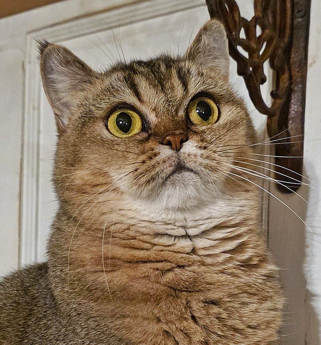 Selma, Adoptable, Young Female British Shorthair.