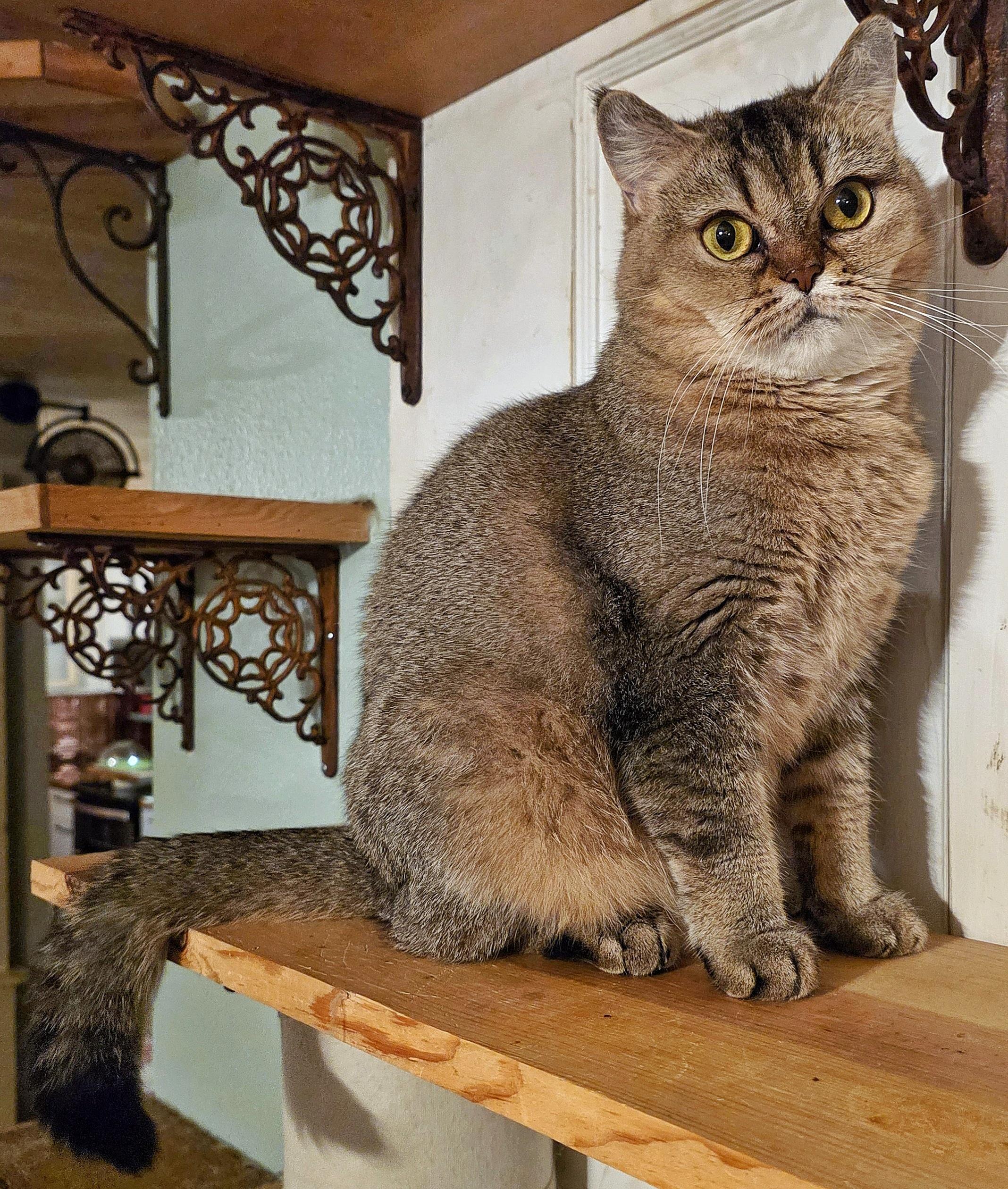 Selma, a Adoptable British Shorthair in Converse, TX image 3/6