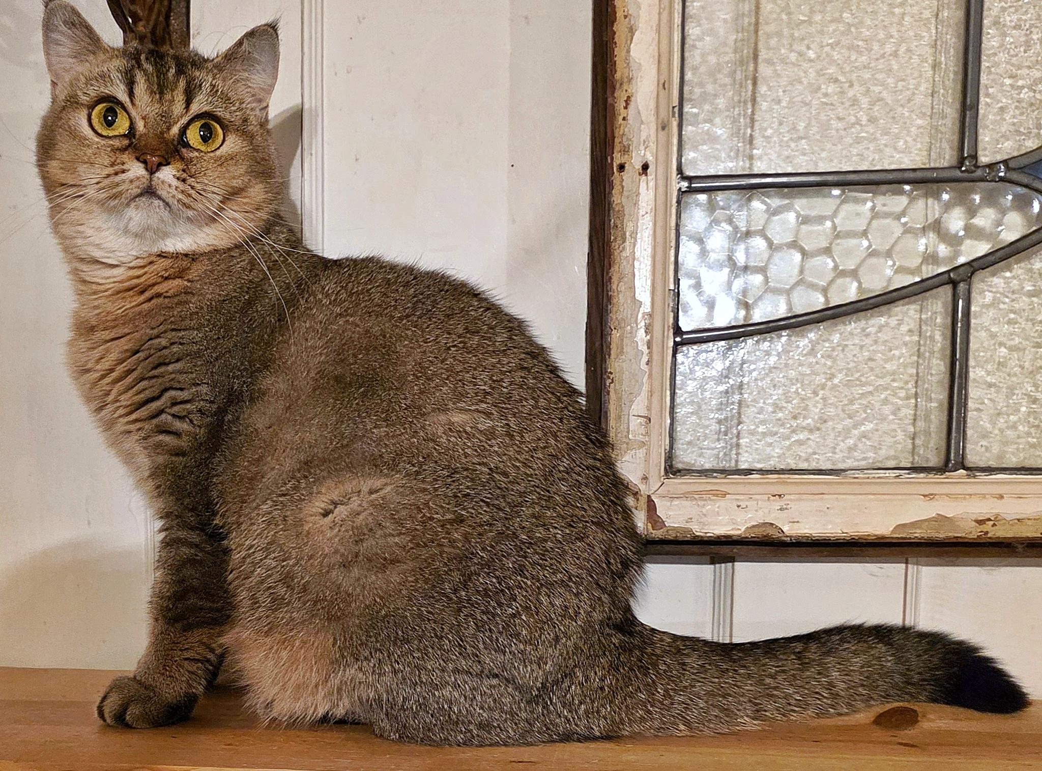 Selma, a Adoptable British Shorthair in Converse, TX image 2/6