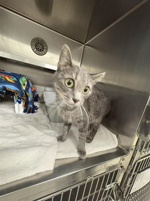 Enlarge LOU, a Adoptable Domestic Short Hair in Minneapolis, MN image 1/1
