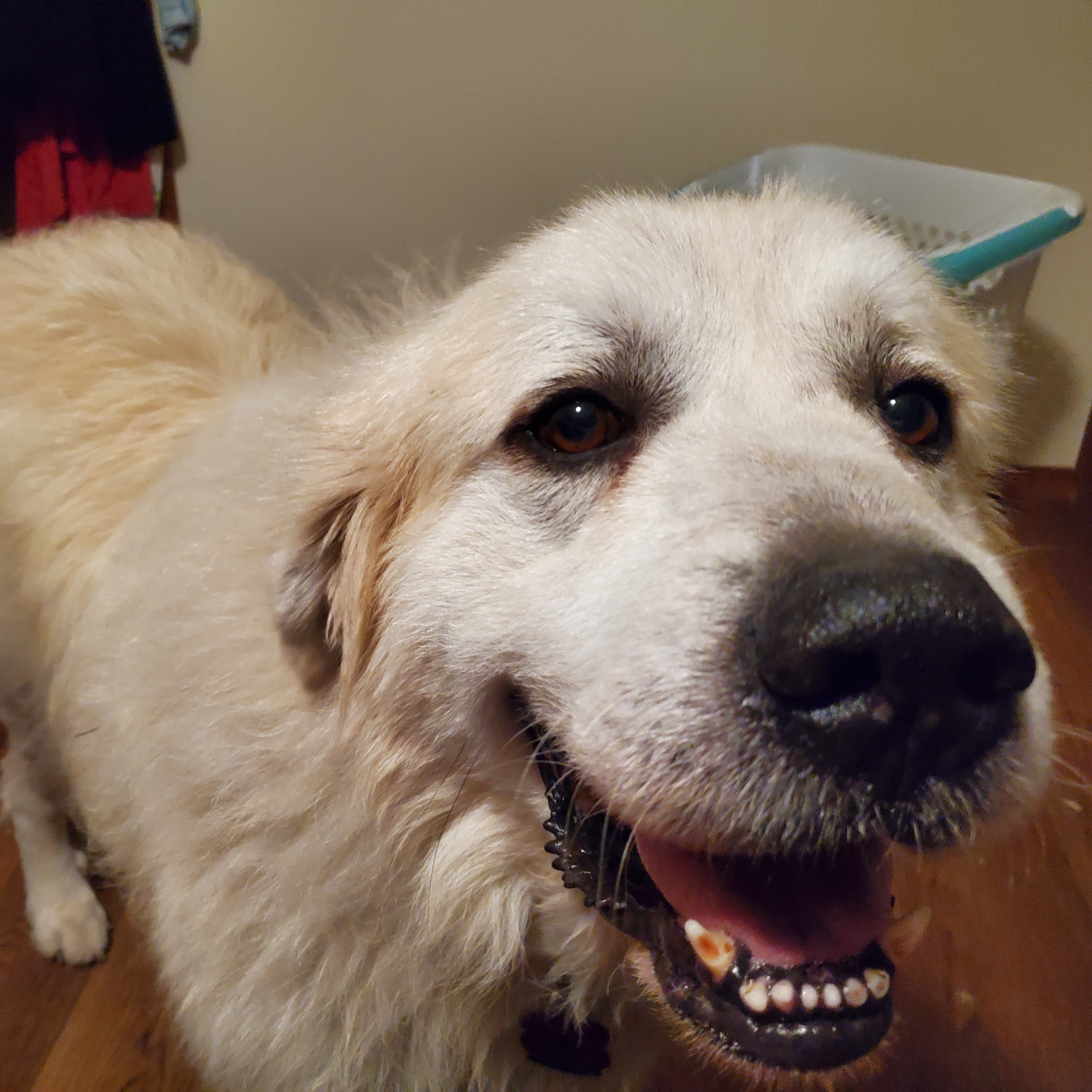 Bandit 2