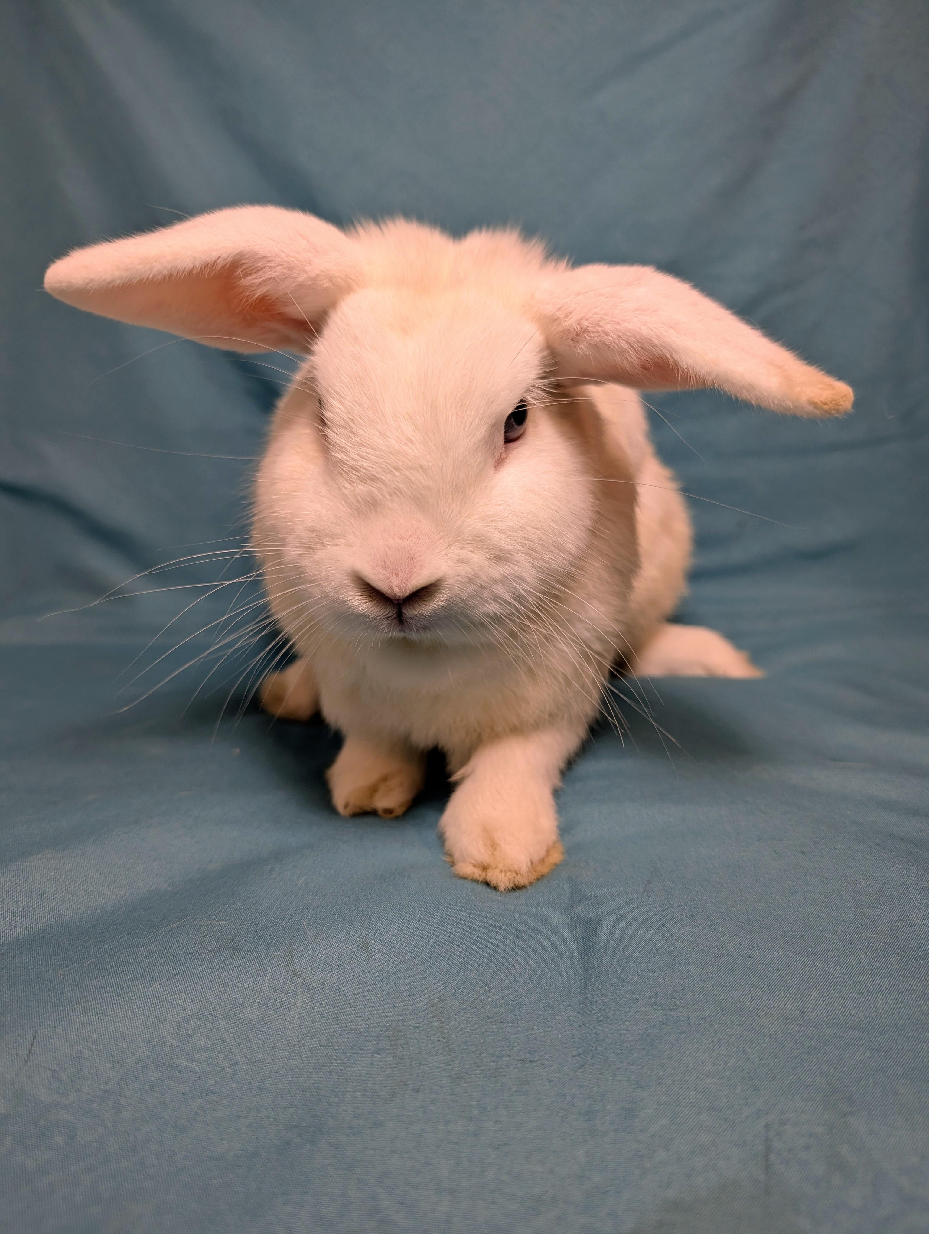 Enlarge Kenai, a Adopted Lop Eared in Lake Elsinore, CA image 3/6