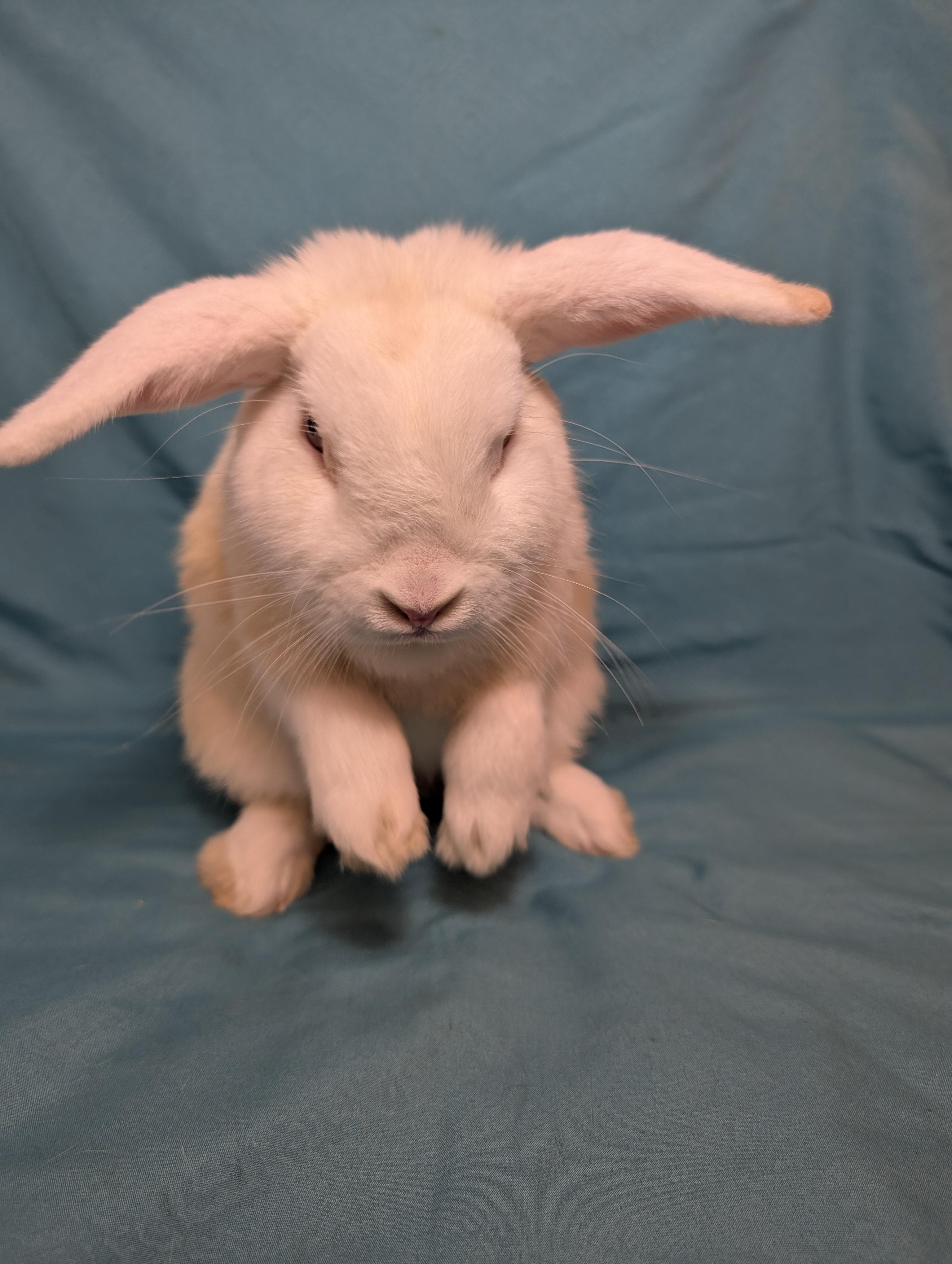 Enlarge Kenai, a Adopted Lop Eared in Lake Elsinore, CA image 2/6