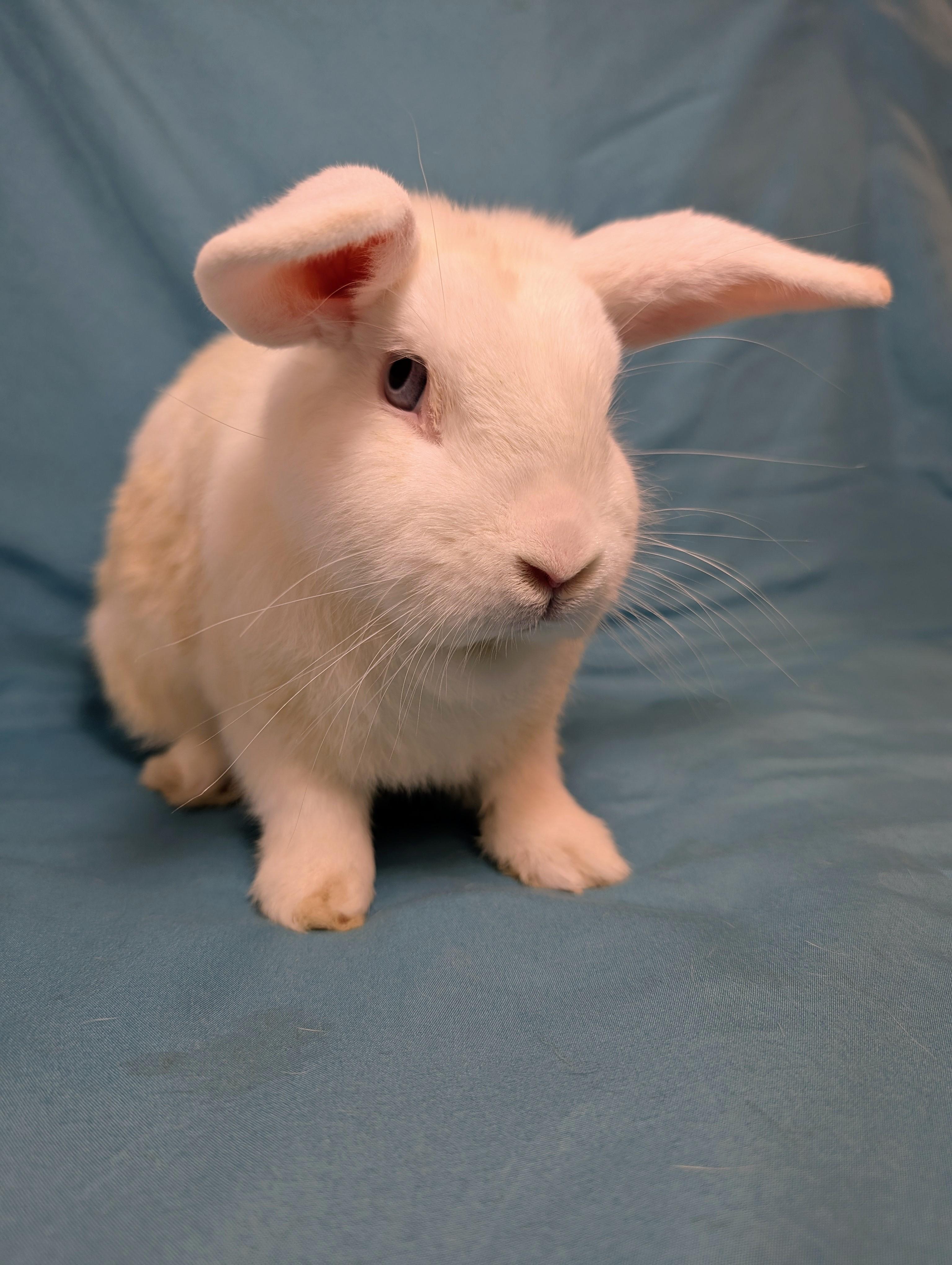 Kenai, Adopted, Young Male Lop Eared.