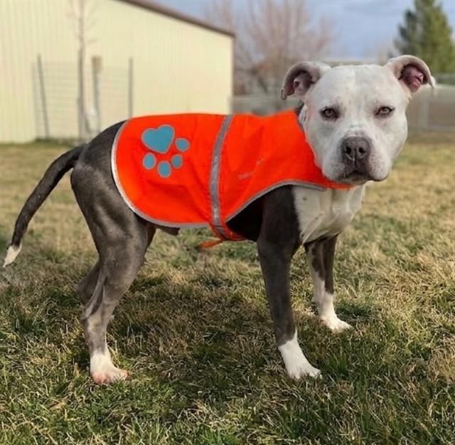 Enlarge PRINCE PUDDLES, a Adoptable Pit Bull Terrier in Ogden, UT image 1/1