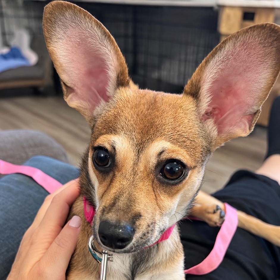 Enlarge Zoë, a Adoptable mixed breed in Annapolis, MD image 6/6