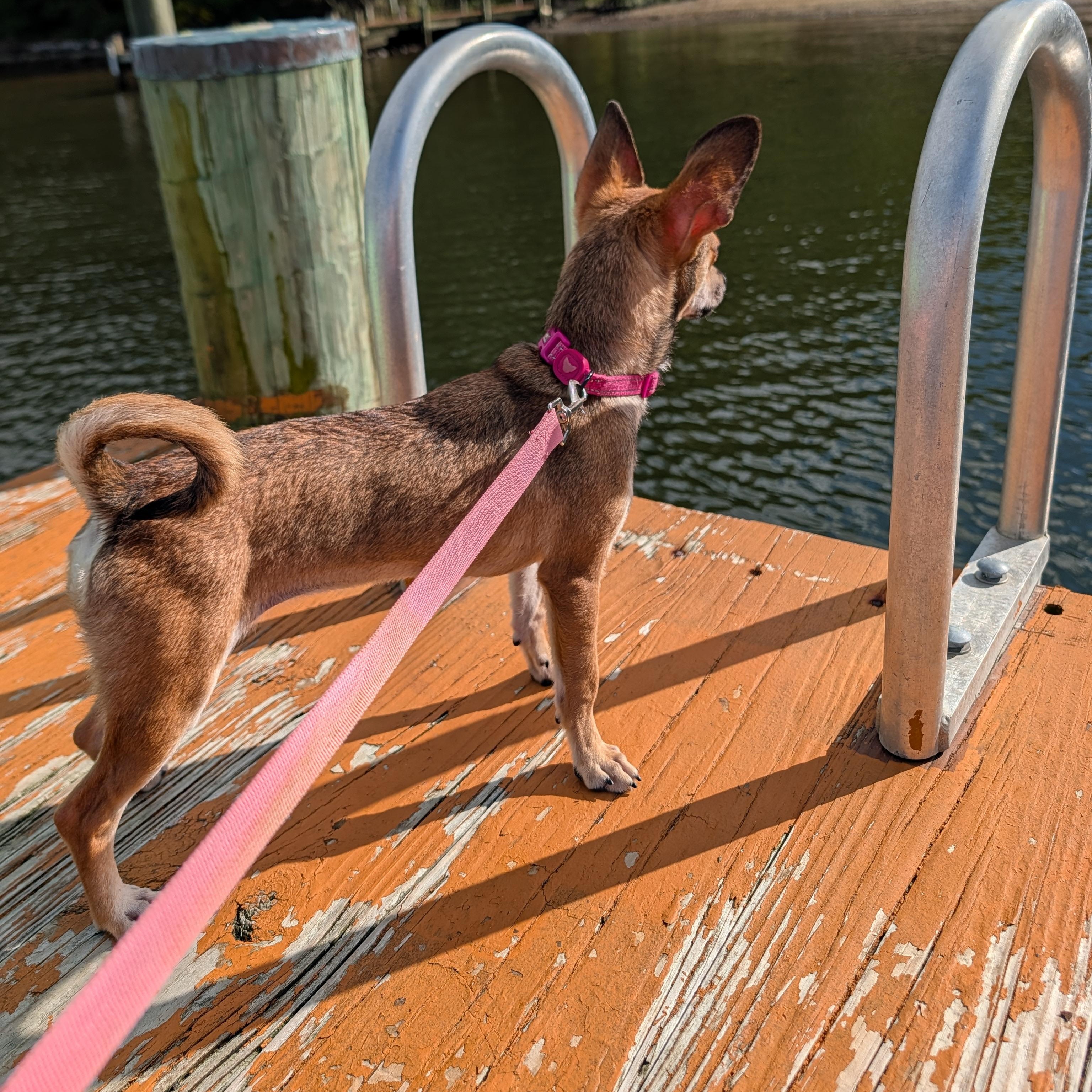 Enlarge Zoë, a Adoptable mixed breed in Annapolis, MD image 5/6