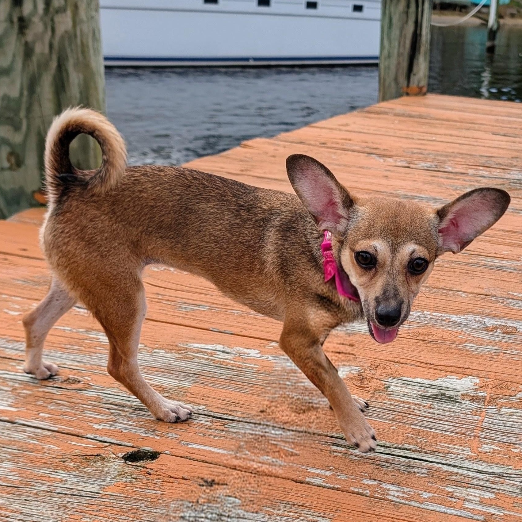 Enlarge Zoë, a Adoptable mixed breed in Annapolis, MD image 1/6