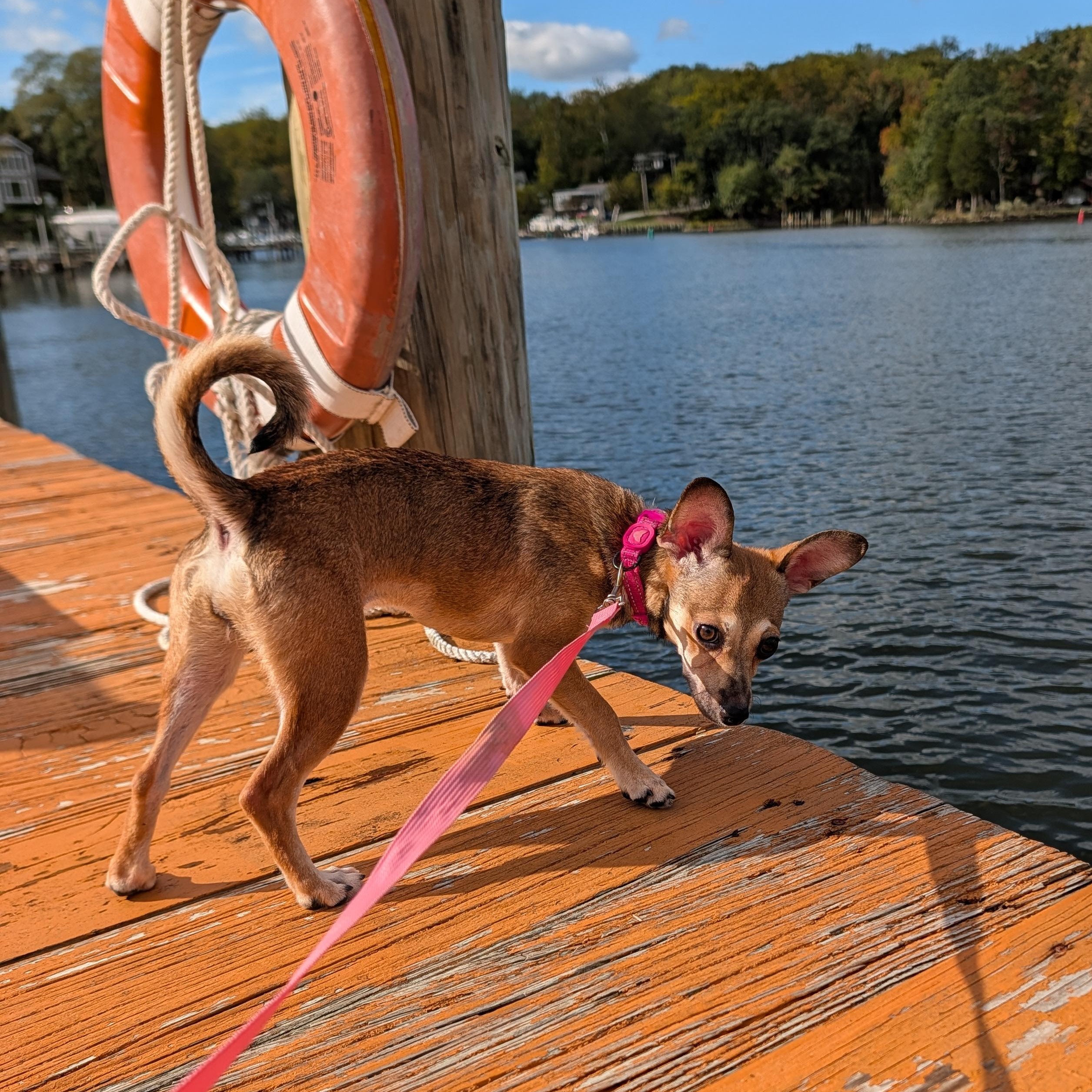Enlarge Zoë, a Adoptable mixed breed in Annapolis, MD image 2/6