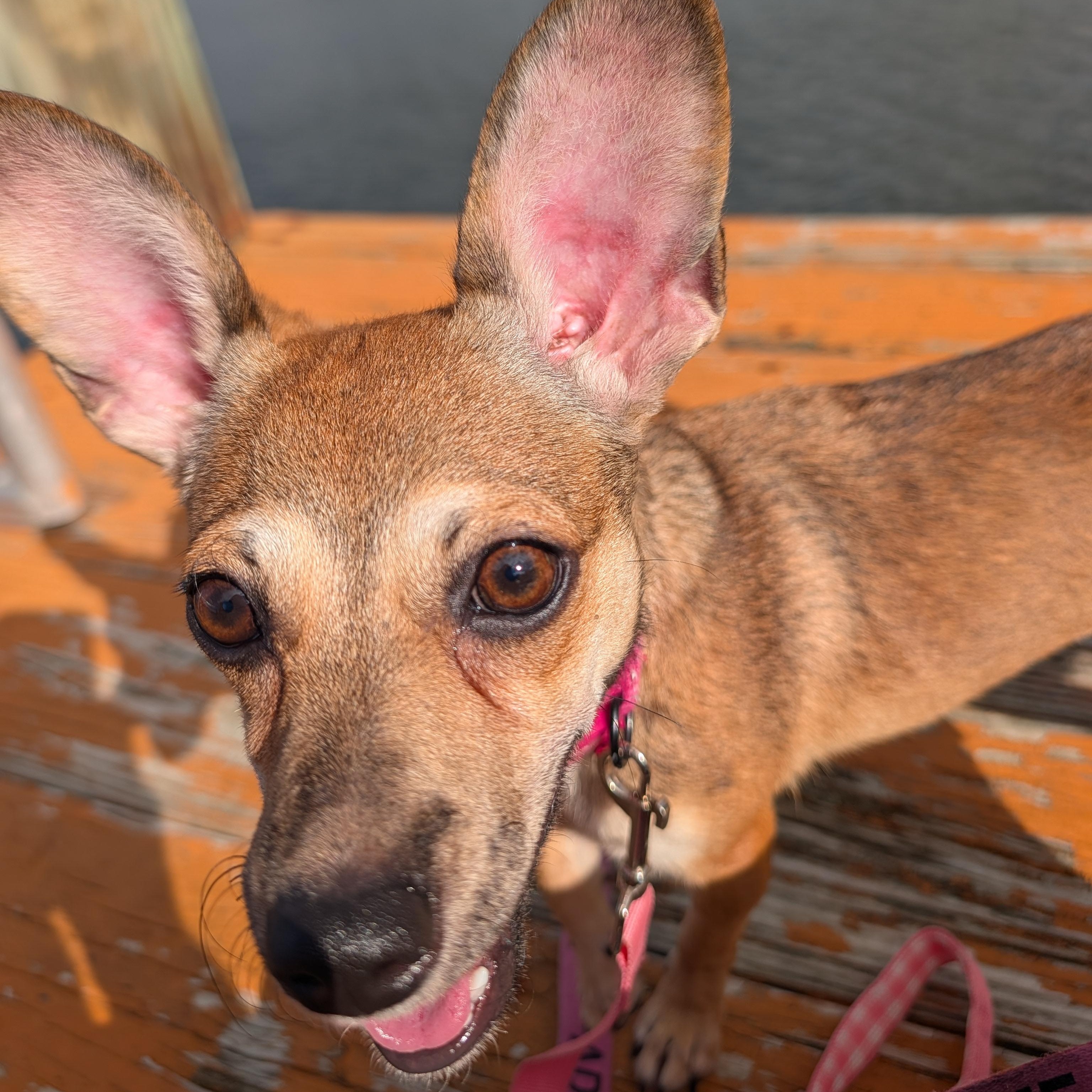Enlarge Zoë, a Adoptable mixed breed in Annapolis, MD image 3/6