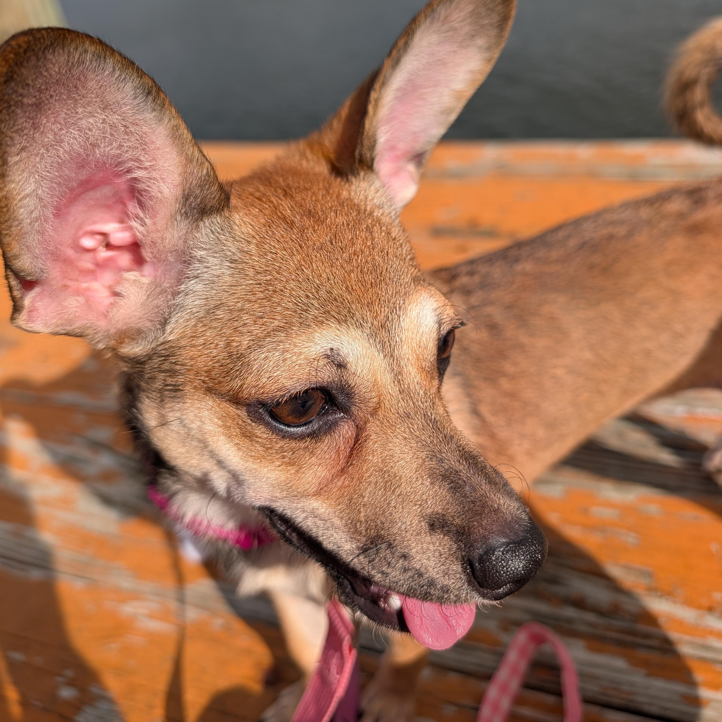 Enlarge Zoë, a Adoptable mixed breed in Annapolis, MD image 4/6
