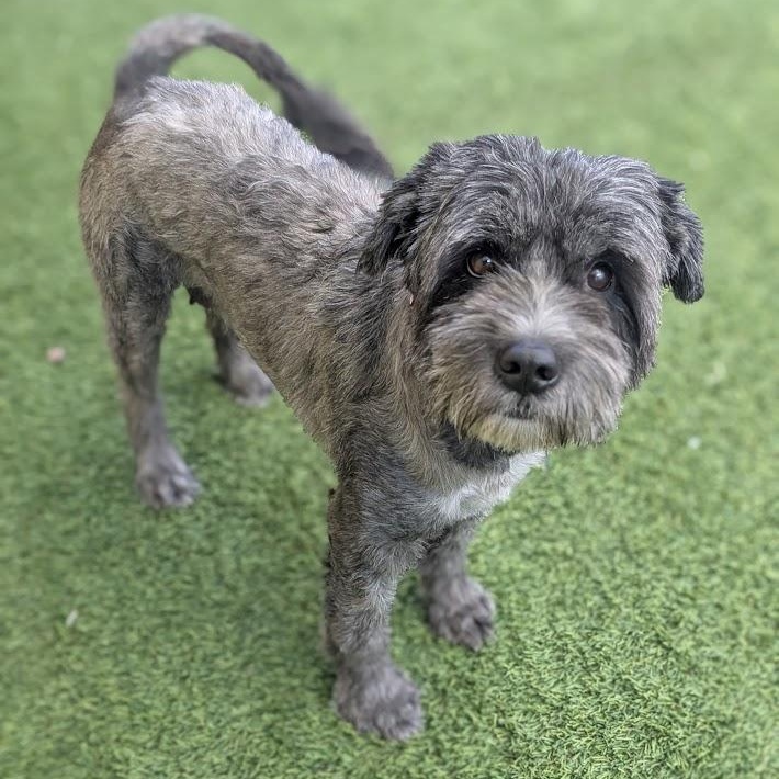 Stella, an adoptable Aussiedoodle in St. George, UT, 84770 | Photo Image 1