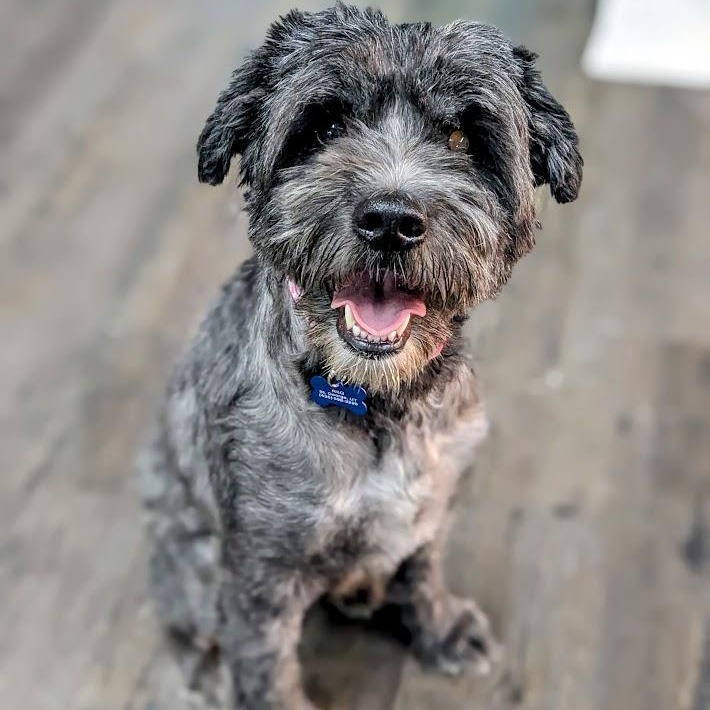 Stella, an adoptable Aussiedoodle in St. George, UT, 84770 | Photo Image 2
