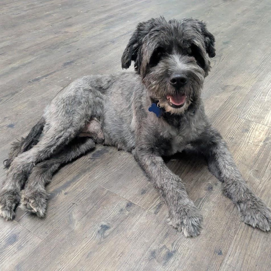 Stella, an adoptable Aussiedoodle in St. George, UT, 84770 | Photo Image 3