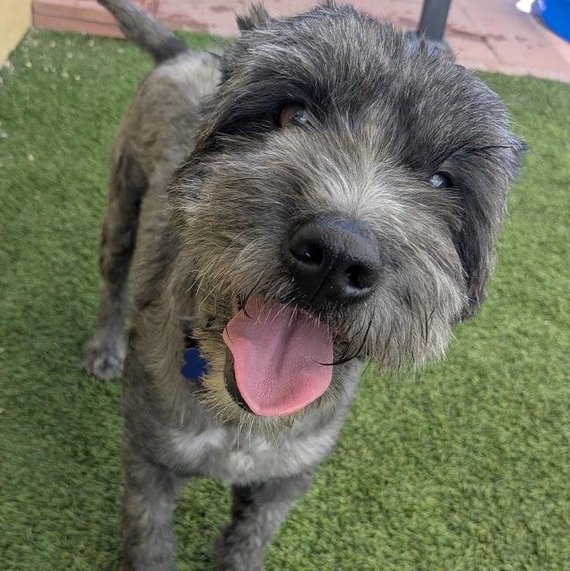 Stella, an adoptable Aussiedoodle in St. George, UT, 84770 | Photo Image 4