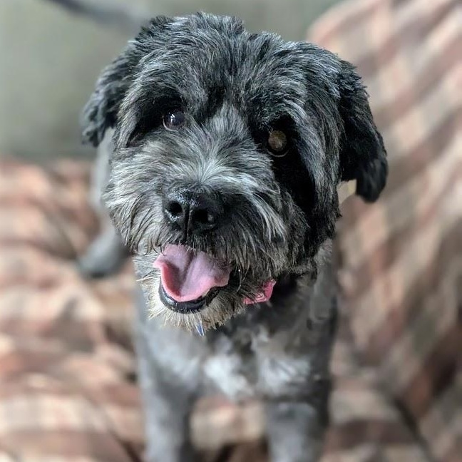 Stella, an adoptable Aussiedoodle in St. George, UT, 84770 | Photo Image 5