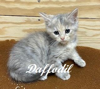 Enlarge Daffodil, an adopted Dilute Tortoiseshell in Whispering Pines, NC image 2/3