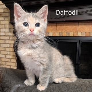Daffodil, adopted, Kitten Female Dilute Tortoiseshell.