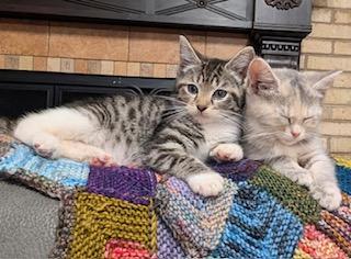 Enlarge Daffodil, an adopted Dilute Tortoiseshell in Whispering Pines, NC image 3/3